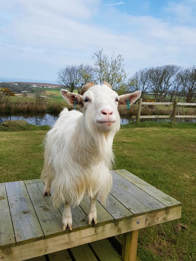 Noddfa Farm Guest House Haverfordwest Exteriér fotografie